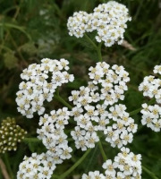 La Cabane à plantes - Infusion Achillée Millefeuille