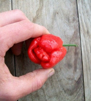 HERBA HUMANA - Piment frais trinidad Scorpion Rouge 14g