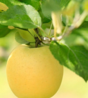 Maréchal Fraicheur - Pommes Inogo BIO - 5 kg