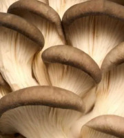 Naturélium - Le pleurote brun 2kg