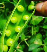 La Ferme de Milly - Anjou - Petits pois 5kg