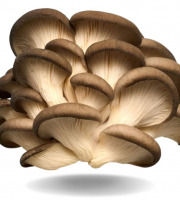 Naturélium - Le pleurote brun 2kg