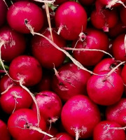 Nature et Saveurs - Ferme Aquaponique et Permacole Astérienne - Radis Rond Rouge en Botte — croquant & fraîcheur immédiate