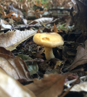 La Ferme des petits fruits - Girolles au naturel