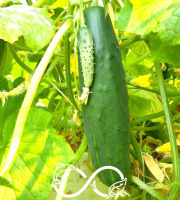 Nature et Saveurs - Ferme Aquaponique et Permacole Astérienne - Concombre long Vert Maraicher