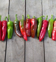 HERBA HUMANA - Piment frais Frigitello type Padrón 400g