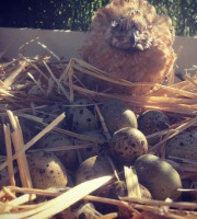 Des Poules et des Vignes à Bourgueil - 15 Oeufs de cailles