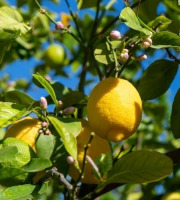 Les Hespérides - Coopérative de la Riviera Française - Citron de Menton IGP 5kg