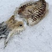 Notre poisson - seiche non préparer