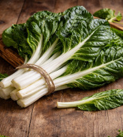 Nature et Saveurs - Ferme Aquaponique et Permacole Astérienne - Blette blanche Jessica – feuilles larges et côtes fondantes