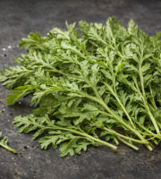 Nature et Saveurs - Ferme Aquaponique et Permacole Astérienne - Jeunes feuilles de Chrysanthème des moissons — Intensité végétal