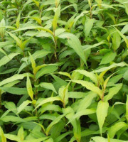 Nature et Saveurs - Ferme Aquaponique et Permacole Astérienne - Coriandre vietnamienne fraîche – L’exotique au parfum citronné