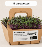 Ma Micropousse culinaire - Micro-pousses bio de chou-rave rouge (Red Kohlrabi) – 4 barquettes