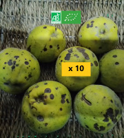 LES JARDINS DE KARINE - Coing à transformer - 10kg