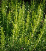 Les Herbes du Roussillon - Romarin frais - 3kg