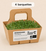 Ma Micropousse culinaire - Micro-pousses bio de chou kale – 4 barquettes