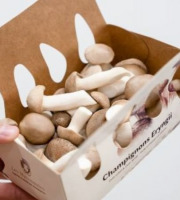 Les Myconautes - Pleurotes panicaut Bio - Barquette 250g