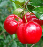 La Boite à Herbes - Cerises bio 500 g