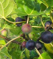 Figaro - Figues fraîches bio