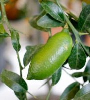 Ferme Les Jardines - Citron Caviar Faustrime Bio