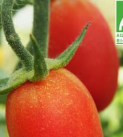 Mon Petit Producteur - Tomate Ovale Myriade
