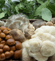 Naturélium - Panier Sous-Bois
