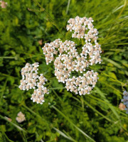 Nature et Saveurs - Ferme Aquaponique et Permacole Astérienne - Fleurs d'achillée millefeuille - 100g