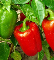 La Ferme de Goas Per - Poivron rouge bio - 1 pièce