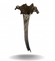 Naturélium - La  trompette de la mort sauvage 1,5kg