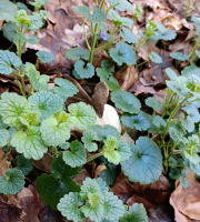 Rébecca les Jolies Fleurs - Herbe fraiche : Lierre terrestre