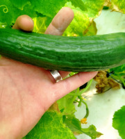 Nature et Saveurs - Ferme Aquaponique et Permacole Astérienne - Concombre Vert Petit Jounia