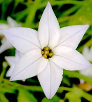 Nature et Saveurs - Ferme Aquaponique et Permacole Astérienne - Étoile du printemps — fleur comestible délicate