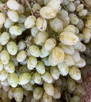 Domaine Reverchon - Raisin blanc du Vaucluse sans pépin
