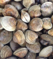 Saint Kerber - Cancale - Clams très petit 1kg barquette