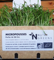 Ma Micropousse culinaire - Micro pousses Pack Detox Green (Herbes de blé) 4 barquettes