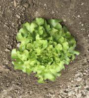 La Boite à Herbes - Jeune Feuille De Chêne Bio