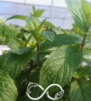 Nature et Saveurs - Ferme Aquaponique et Permacole Astérienne - Menthe marocaine Nahna — fraîcheur du thé à la menthe