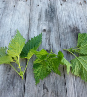 L'herbandine - Ortie sauvage – Jeunes pousses - 1 kg