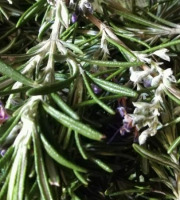 La Cabane à plantes - Bouquet de Romarin frais