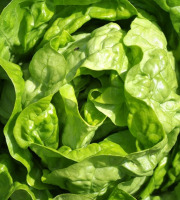 Maréchal Fraicheur - Salade feuille de chêne blonde