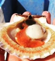 LTJ2 - Pêche en plongée - Coquille Saint-jacques De Plongée De Saint Malo - 6kg - Vivantes