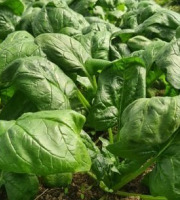 La Ferme de Goas Per - Epinard bio - 1kg
