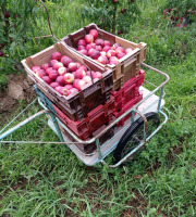 Massot Delphine et Garrigue Marc - Peches et/ou nectarines du Roussillon BIO pour jus, confiture ou compote