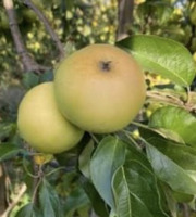 L'OLIVERAIE DU COUDON - POMME CHANTECLER 5KG