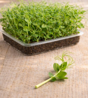 Nature et Saveurs - Ferme Aquaponique et Permacole Astérienne - Micropousses de petit pois grande vrille
