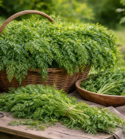 Nature et Saveurs - Ferme Aquaponique et Permacole Astérienne - Fanes de carotte – fraîches, non traitées, multi-usages
