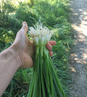 Le Maraîcheur - Lot de 5 Cébettes botte 200g
