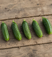 Nature et Saveurs - Ferme Aquaponique et Permacole Astérienne - Concombre Snack — mini format, croquant maximal