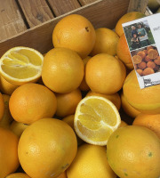 L’Echo Paysan - Orange Navel bio Sicile x2kg