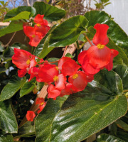Nature et Saveurs - Ferme Aquaponique et Permacole Astérienne - Fleurs de bégonia Dragon rouge - 4g